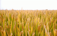 稻谷飘香迎有年|优德88生产基地奏响丰收乐章